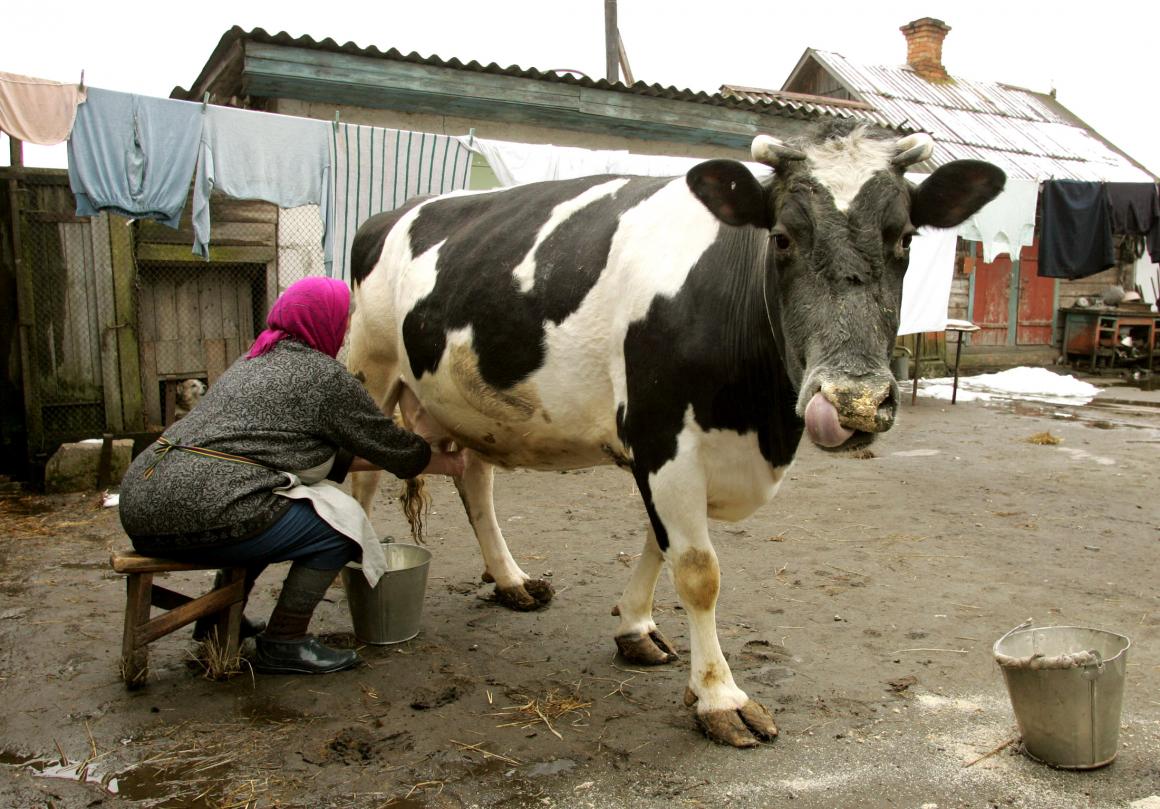 Cow's milk outside the exclusion zone was found to contain cesium-137, a radioactive isotope.