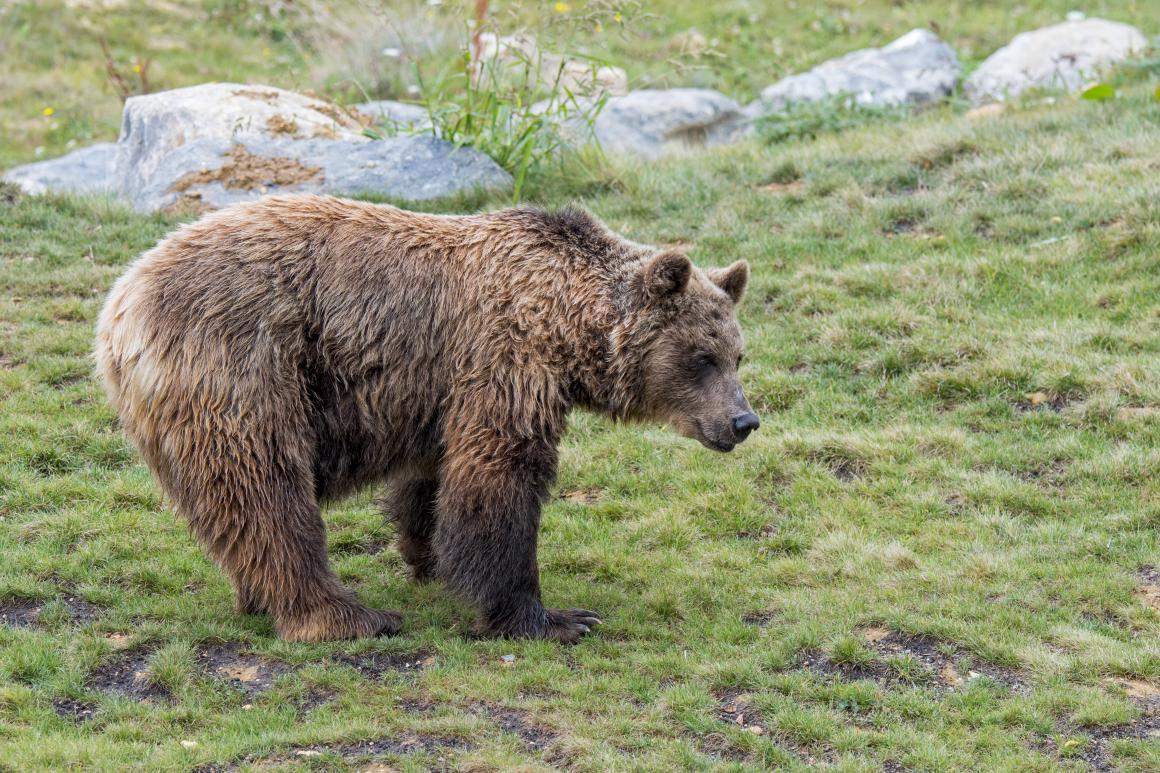 The European brown bear returned to the region after more than a century.