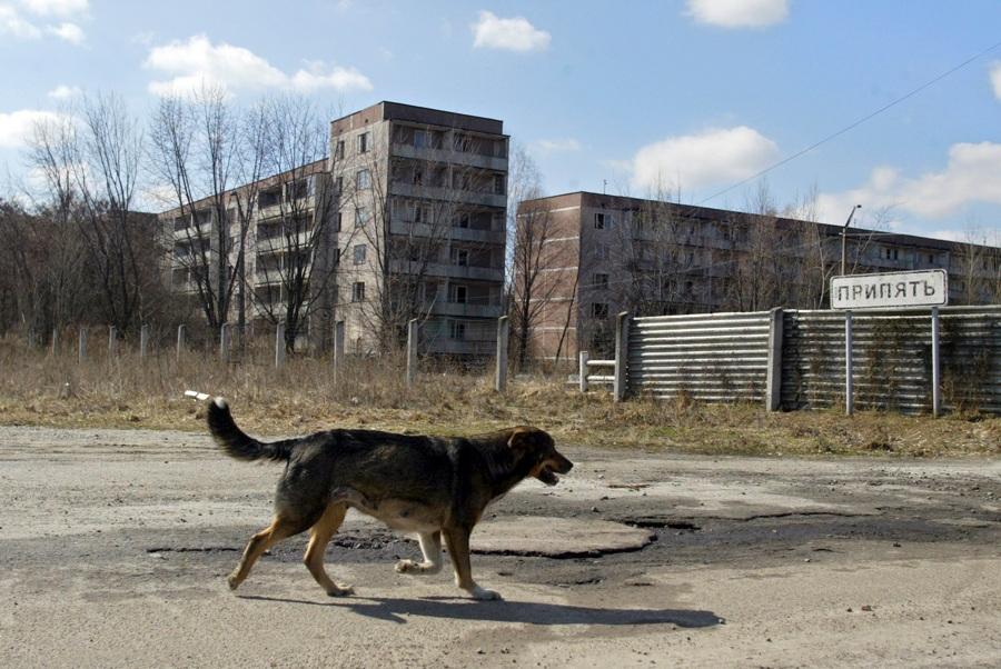 Stray dogs might have started mating with local wolves.